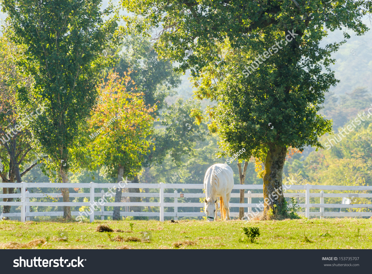 https://www.shutterstock.com/cs/image-photo/lipizzan-horses-153735707